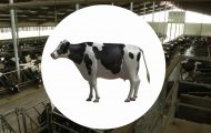 奶牛飼養(yǎng)：演示過程三維動畫