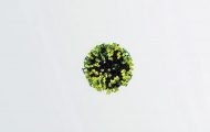 人體呼吸道感染：醫(yī)學模擬動畫