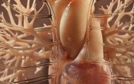 三維器官模型動畫紅細胞微生物